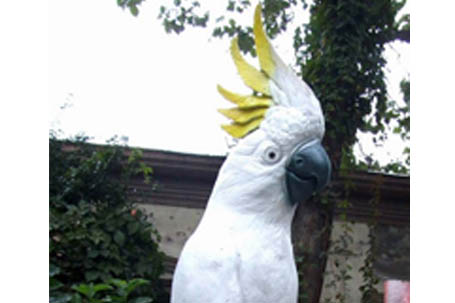 鹦鹉雕塑