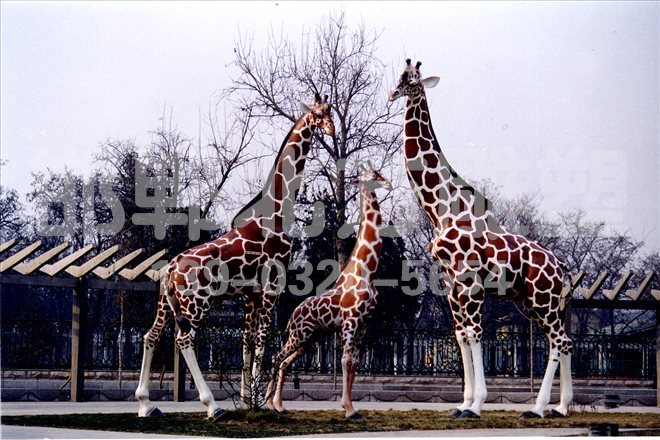 仿真长颈鹿  动物雕塑